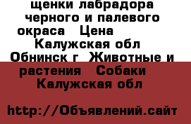 щенки лабрадора черного и палевого окраса › Цена ­ 15 000 - Калужская обл., Обнинск г. Животные и растения » Собаки   . Калужская обл.